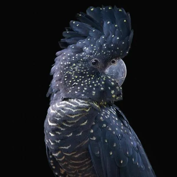 Erstwilder - The Rare Red-Tail Cockatoo Mini Brooch (Pete Cromer) (2021)